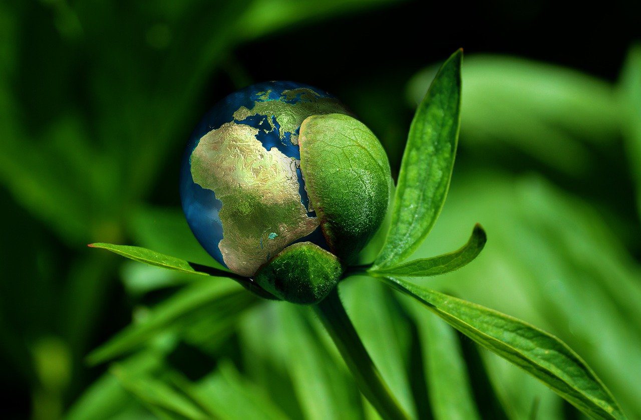 ecology, globe, concept, earth, environment, climate change, natural reserve, growth, renewable energy, protection, nature, sustainability, resources, climate change, climate change, sustainability, sustainability, sustainability, sustainability, sustainability