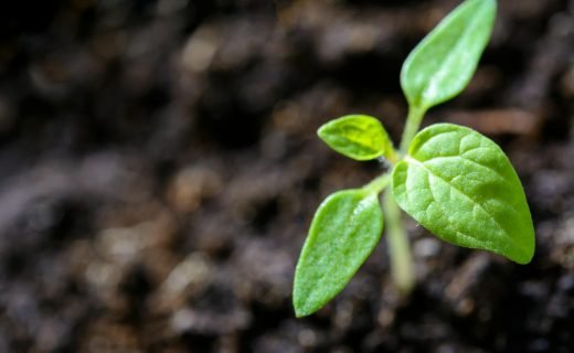 Vibrant close-up of a young tomato seedling sprouting in the soil.