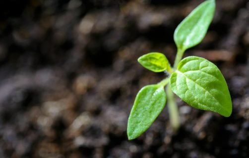 Vibrant close-up of a young tomato seedling sprouting in the soil.