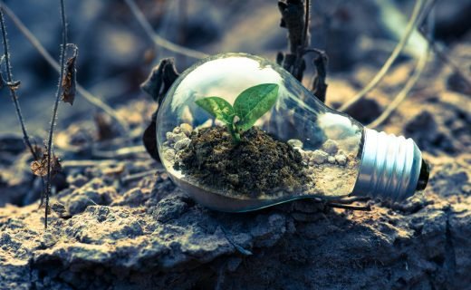 A small plant sprouts in soil inside a light bulb, symbolizing eco-friendly and sustainable growth.
