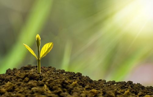investment, concept, business, finance, growth, plant, money, wealth, grow, green, coin, success, tree, financial, cash, currency, profit, leaf, growing, nature, banking, economy, bank, investment, business, business, growth, growth, growth, growth, growth, plant, plant, money, money, grow, success, success, success, tree