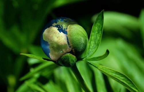 ecology, globe, concept, earth, environment, climate change, natural reserve, growth, renewable energy, protection, nature, sustainability, resources, climate change, climate change, sustainability, sustainability, sustainability, sustainability, sustainability