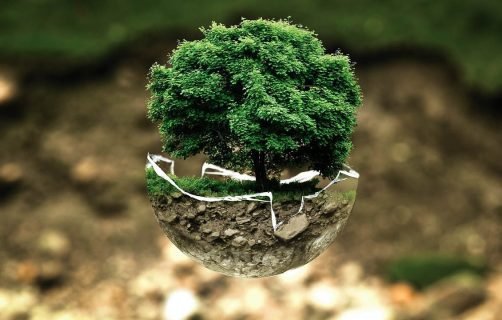 environmental protection, environment, the atmosphere, fragile, surreal, tree, nature, natural reserve, sensitive, forest dieback, forests, leaves, grow, green good, ecology, eco, bio, glass sphere, forest, green, organic, life, earth, tree protection, biology, ecological balance, environmental pollution, bonsai, deciduous tree, tree die, environmental protection, environment, environment, environment, environment, tree, tree, forest, life, earth, earth, earth, earth, earth