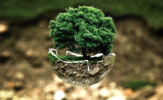 environmental protection, environment, the atmosphere, fragile, surreal, tree, nature, natural reserve, sensitive, forest dieback, forests, leaves, grow, green good, ecology, eco, bio, glass sphere, forest, green, organic, life, earth, tree protection, biology, ecological balance, environmental pollution, bonsai, deciduous tree, tree die, environmental protection, environment, environment, environment, environment, tree, tree, forest, life, earth, earth, earth, earth, earth