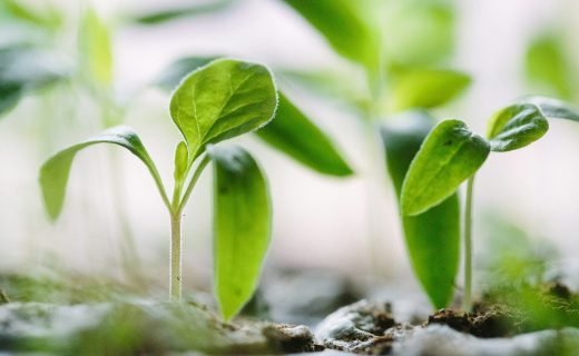 green plants on soil
